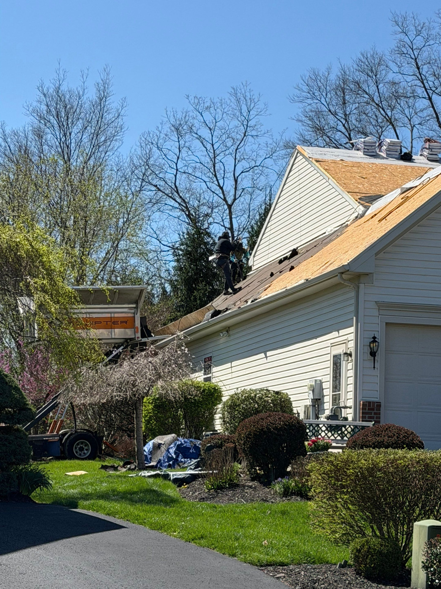 Crew tearing off old shingles into a dump trailer with new decking exposed and bundles staged on the ridge